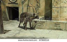 Hyenas ,hunter, texture, predator, hyena, background, zoo, wild, image, nature, dog, animal, background image,