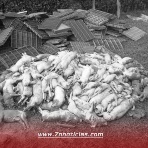 500 cerdos murieron ahogados en Antioquia.