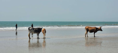 Cows & coastal liaisons in Cap Skirring