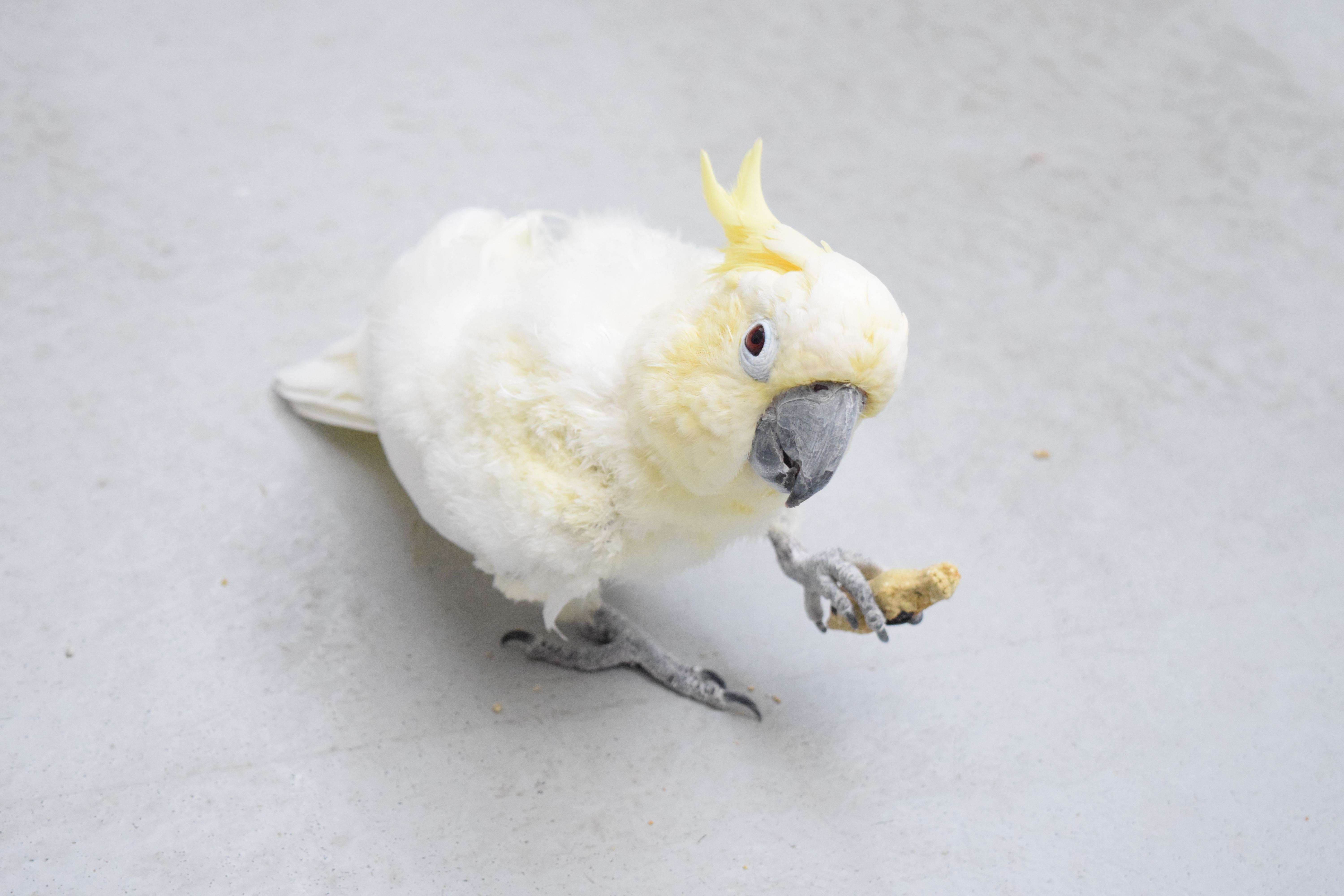 試食