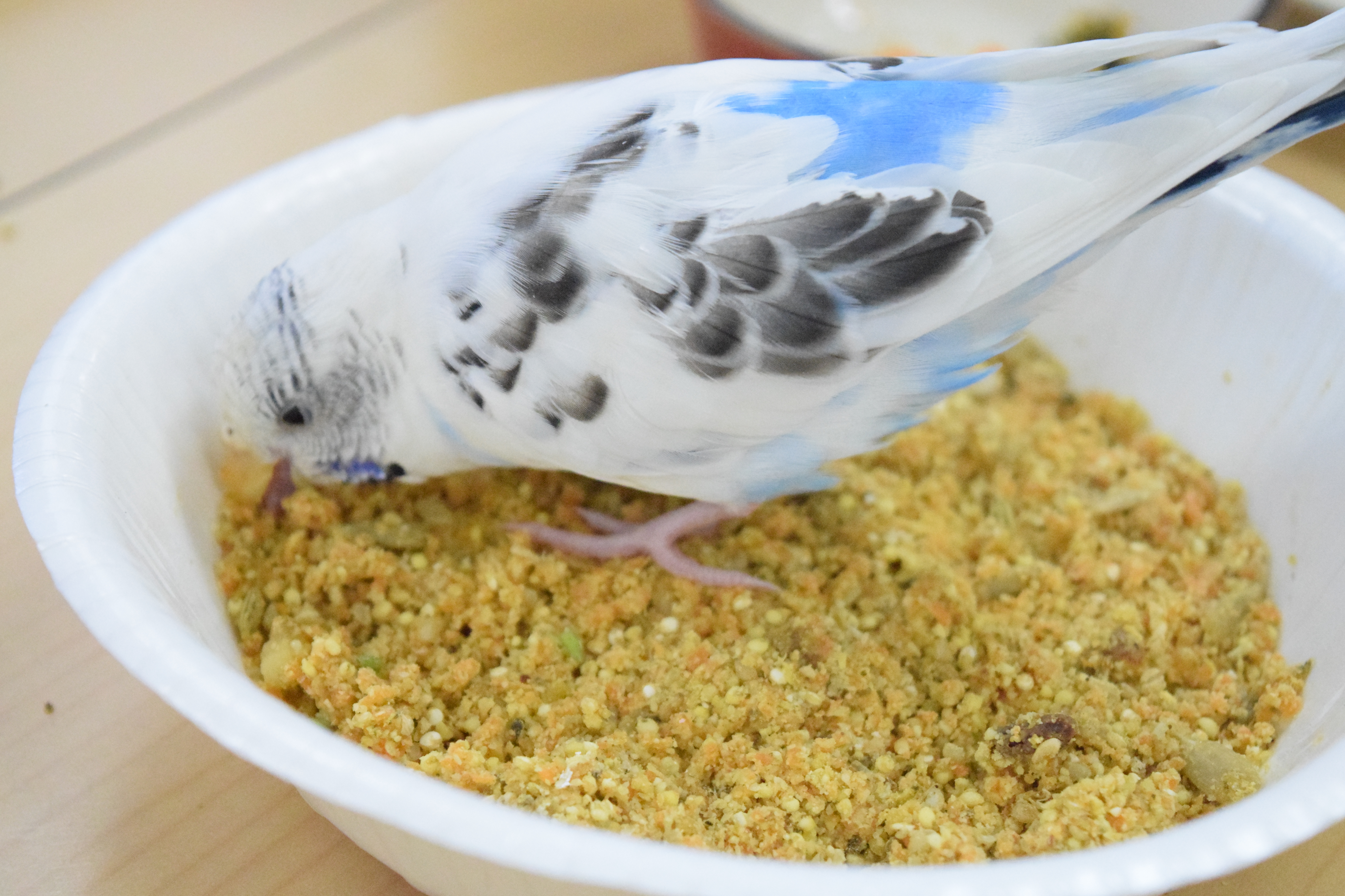 試食
