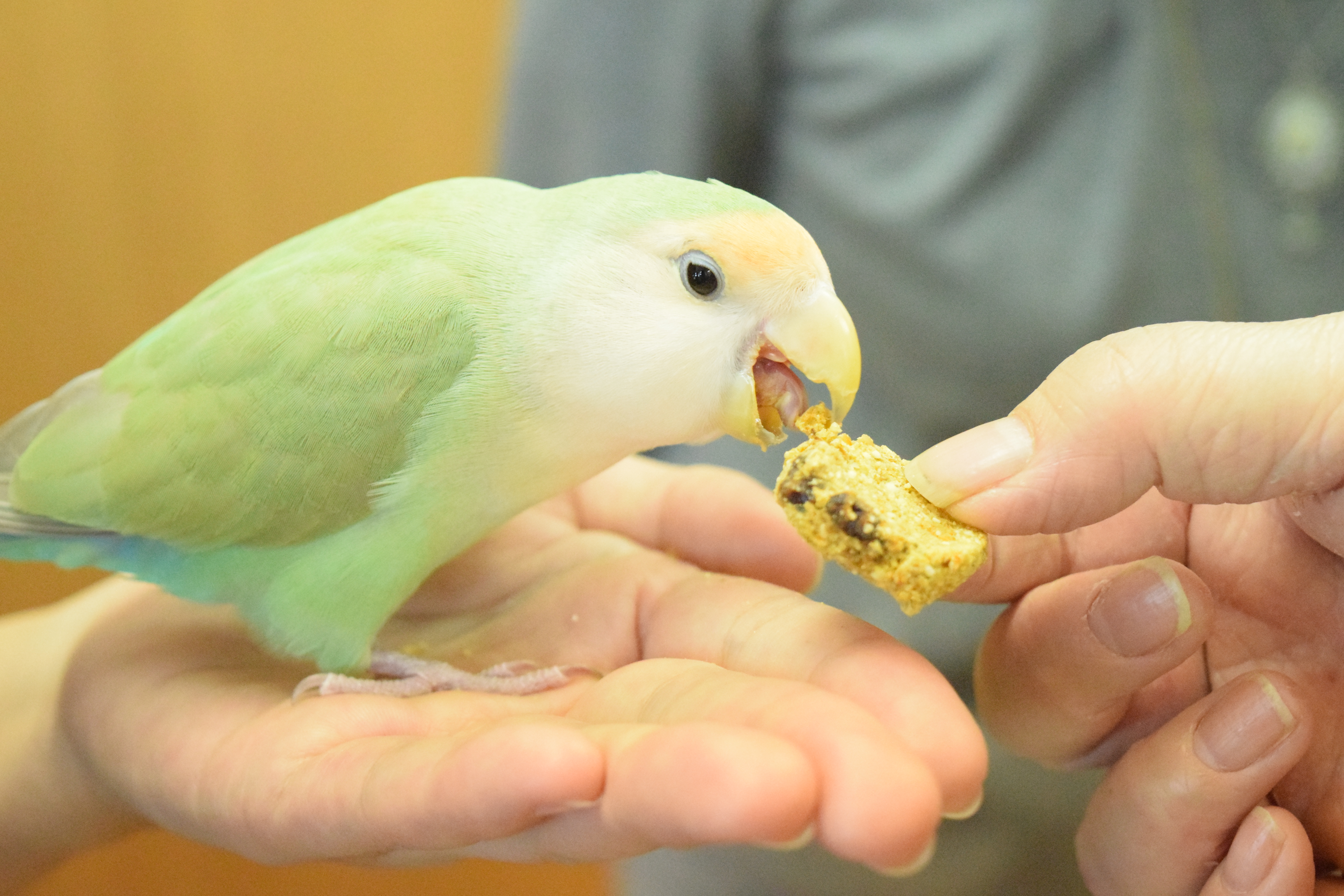 試食