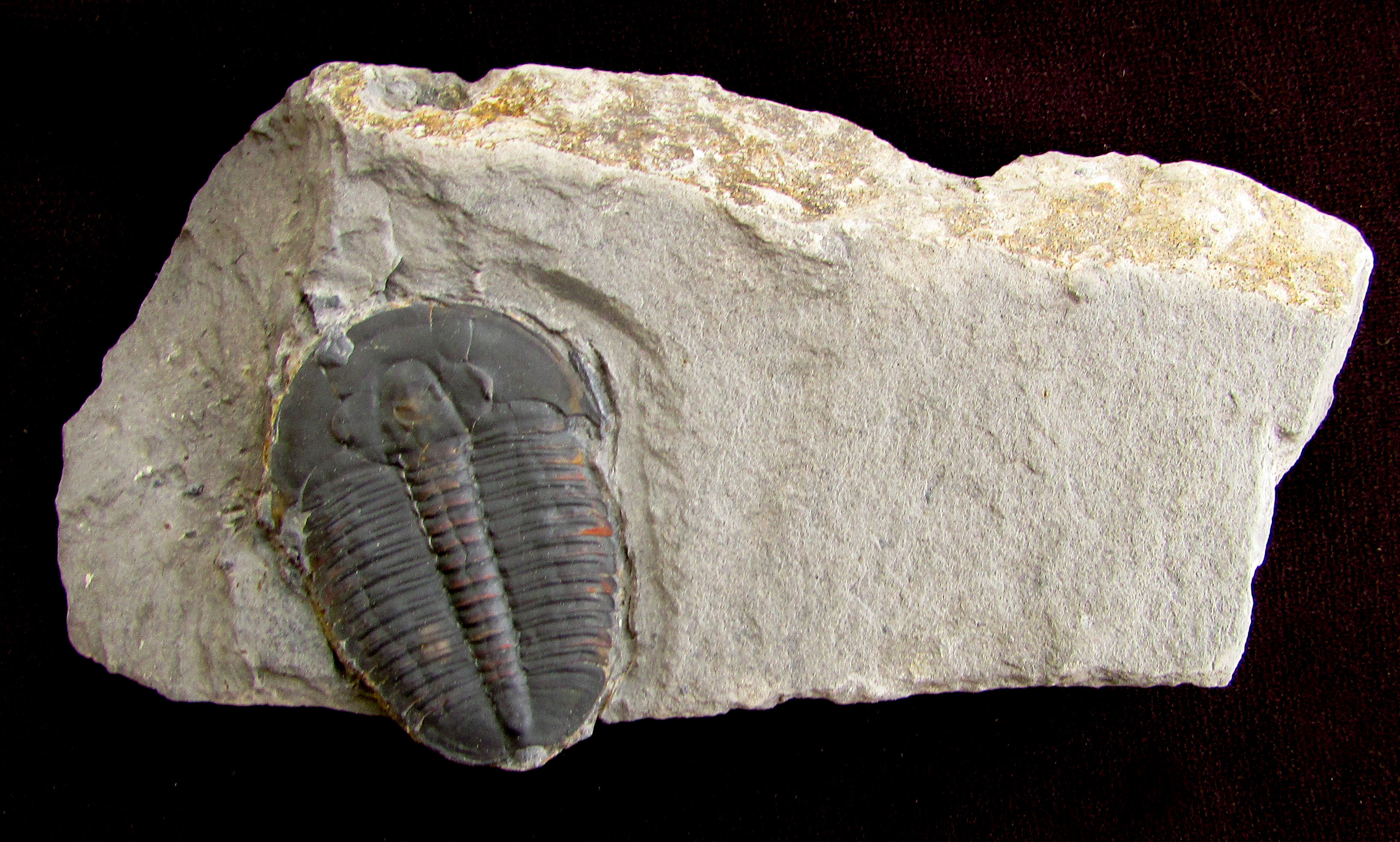 Colorful Elrathia trilobite fossil