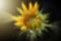 sunflower-3113318__480.webp
