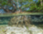 School of fish swimming through mangrove roots