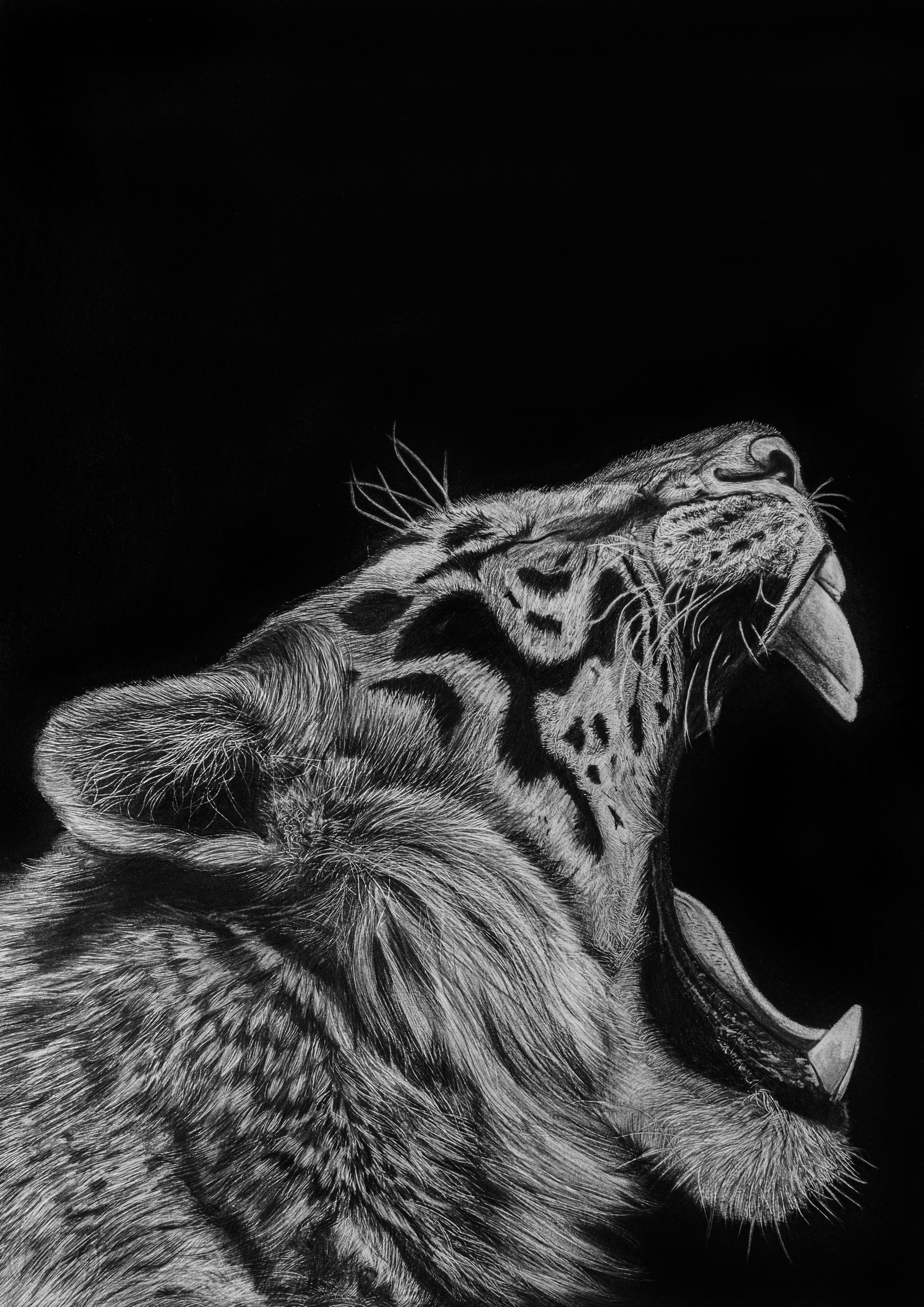 Tigre