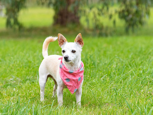 Dog Photography Melbourne: How a Metal Print Has Become a Family's Most Treasured Portrait