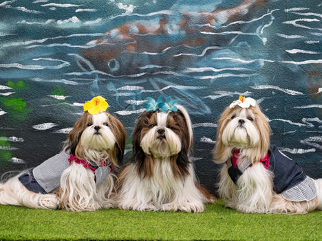 Dog Photography at Lush 2.0 Rooftop & Bar, South Melbourne