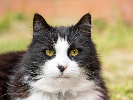 MaoMao the fluffy tuxedo's photography session. Second Chances and Forever Love.