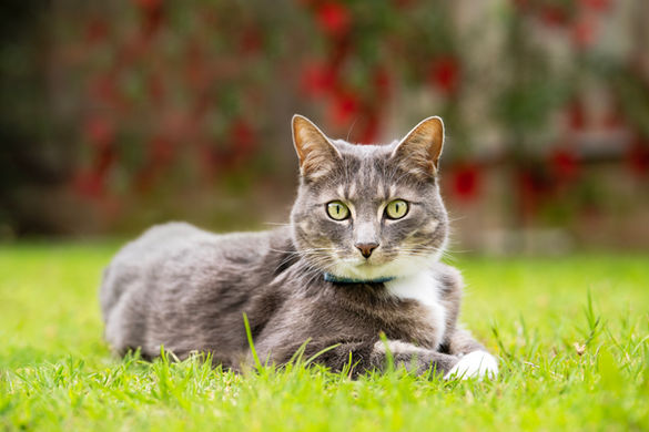 In-home cat photography Geelong Victoria - candid cat portrait capturing true character