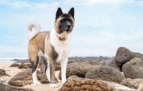 Dog portrait photographer Torquay Surf Coast — American Akita photographed on the beautiful Surf Coast