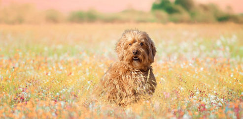Fine art dog portrait Melbourne — dog photographed in beautiful natural light on location