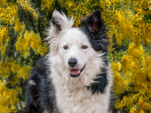 When Man's Best Friend Offers A New Lease On Life