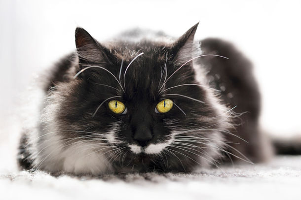 Black and white cat portrait photographed at home — specialist cat photographer Melbourne