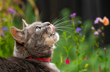Cat in Melbourne garden