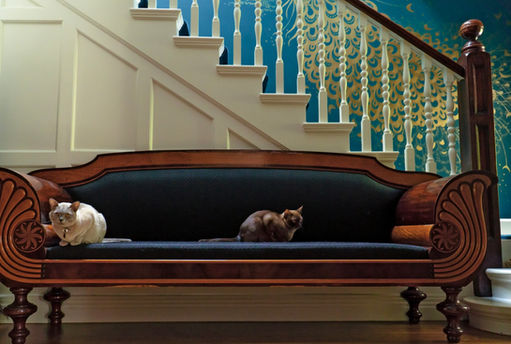 Fine art Burmese cat portrait Toorak Melbourne — Burmese cat photographed in luxurious home interior
