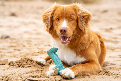 Dog photography Geelong - duck tolling retriever playing in the sand at Ocean Grove beach 