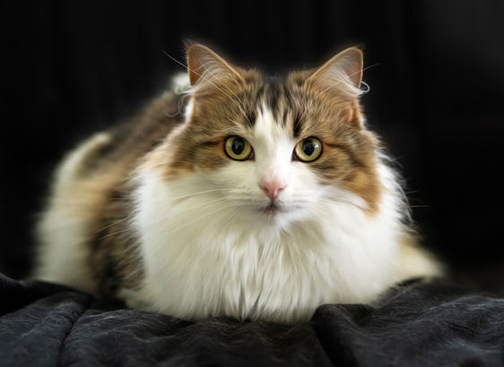 Cat photographer Melbourne — cat portrait taken during an at home session