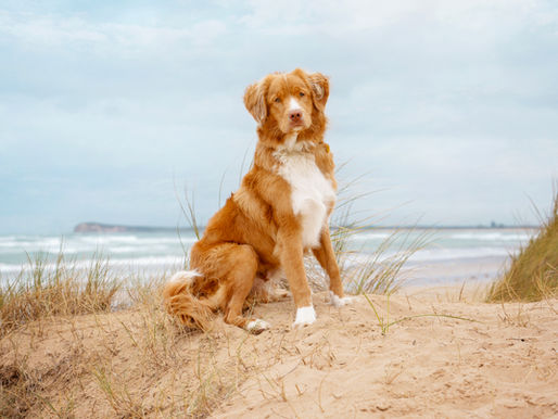 Larry the Ducktolling Retriever's Photography Session at Ocean Grove, Victoria