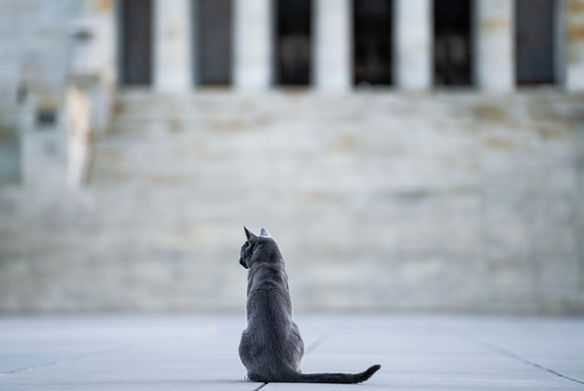 Cat photographed at Melbourne Shrine - black and white image of cat having an adventure