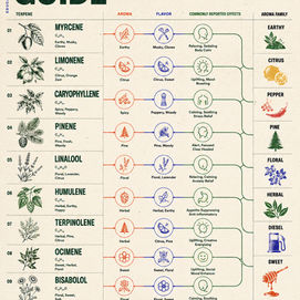 The Complete Guide to Cannabis Terpenes: Understanding Aroma, Flavor, and the Cannabis Experience