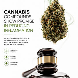 New Study Explores Cannabis Compounds and Their Potential Impact on Inflammation