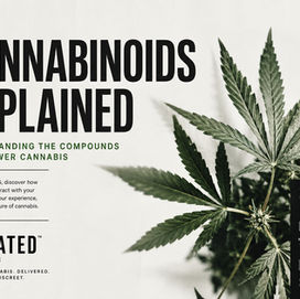 Cannabinoids Explained: Understanding the Compounds That Power Cannabis