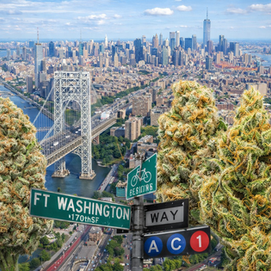 Haze & Sour Diesel: The Strains That Defined New York City
By Justice