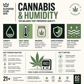 Cannabis and Humidity: Why Relative Humidity Is Critical for Preserving Flower Quality