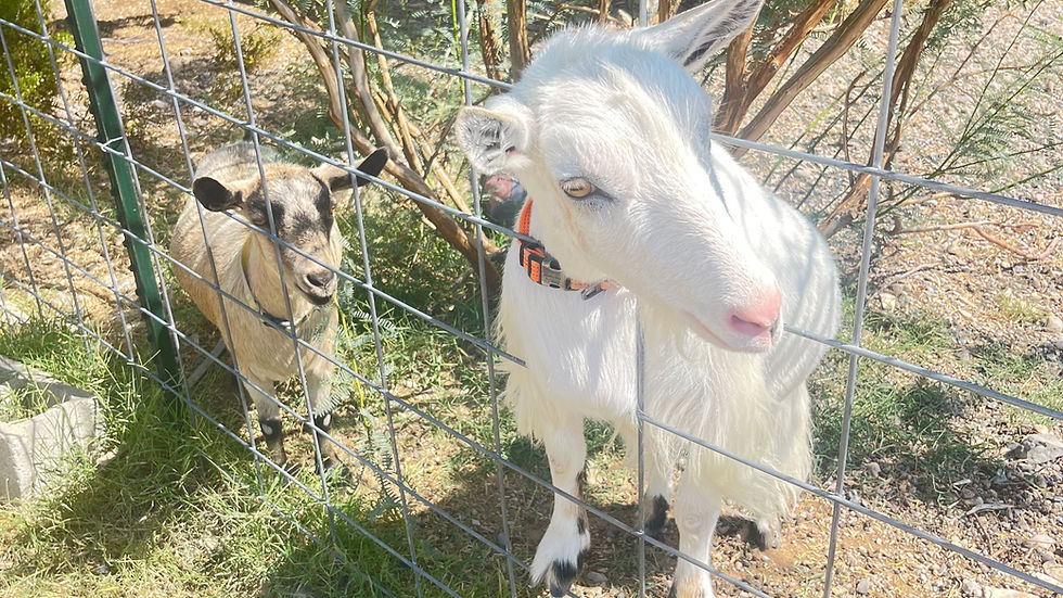 Clyde and Stella in their pen