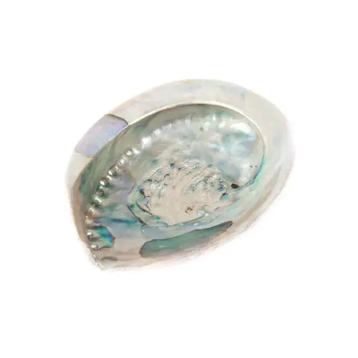 Abalone Skjell Hvit 10-12cm, 6pk