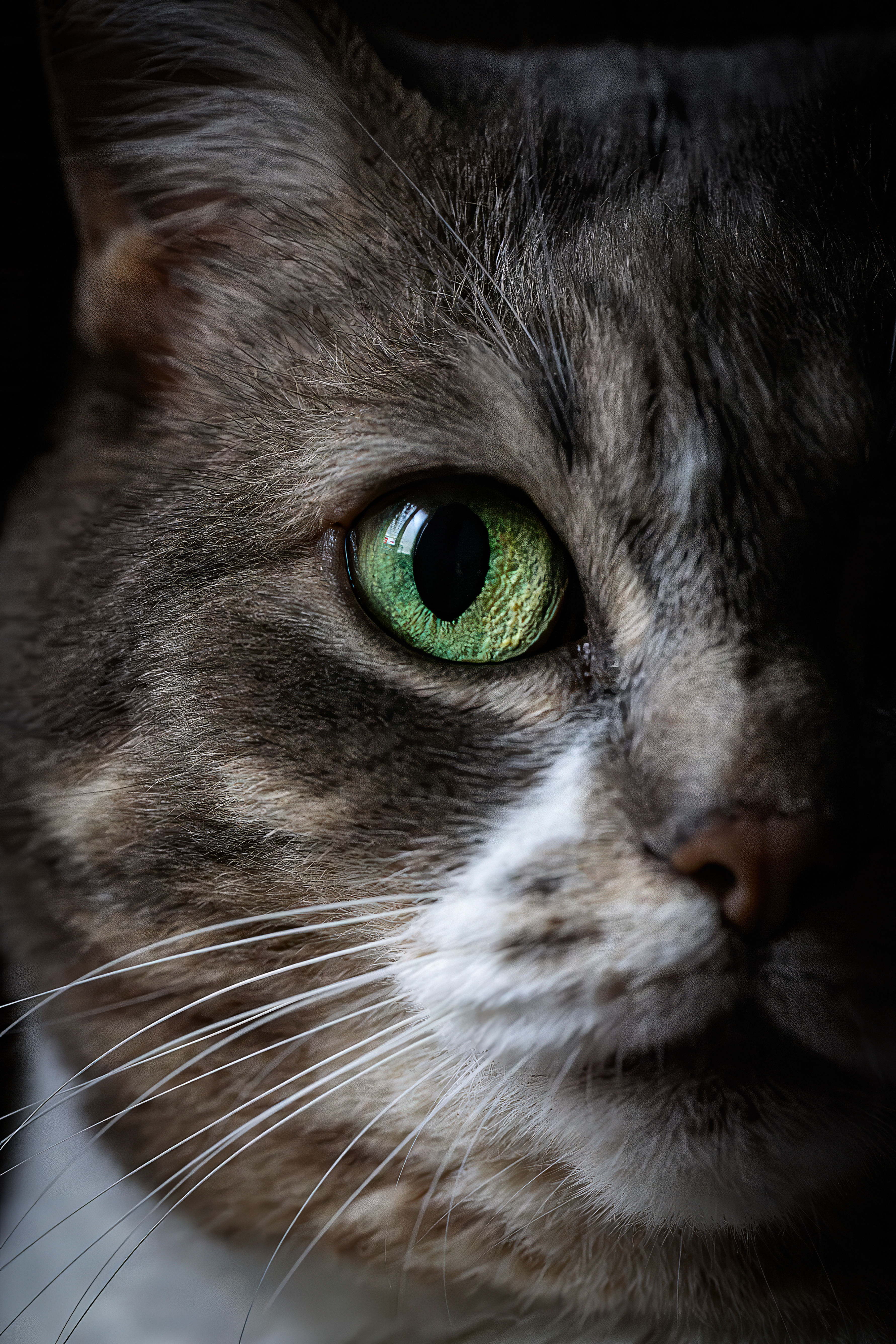 portrait chat