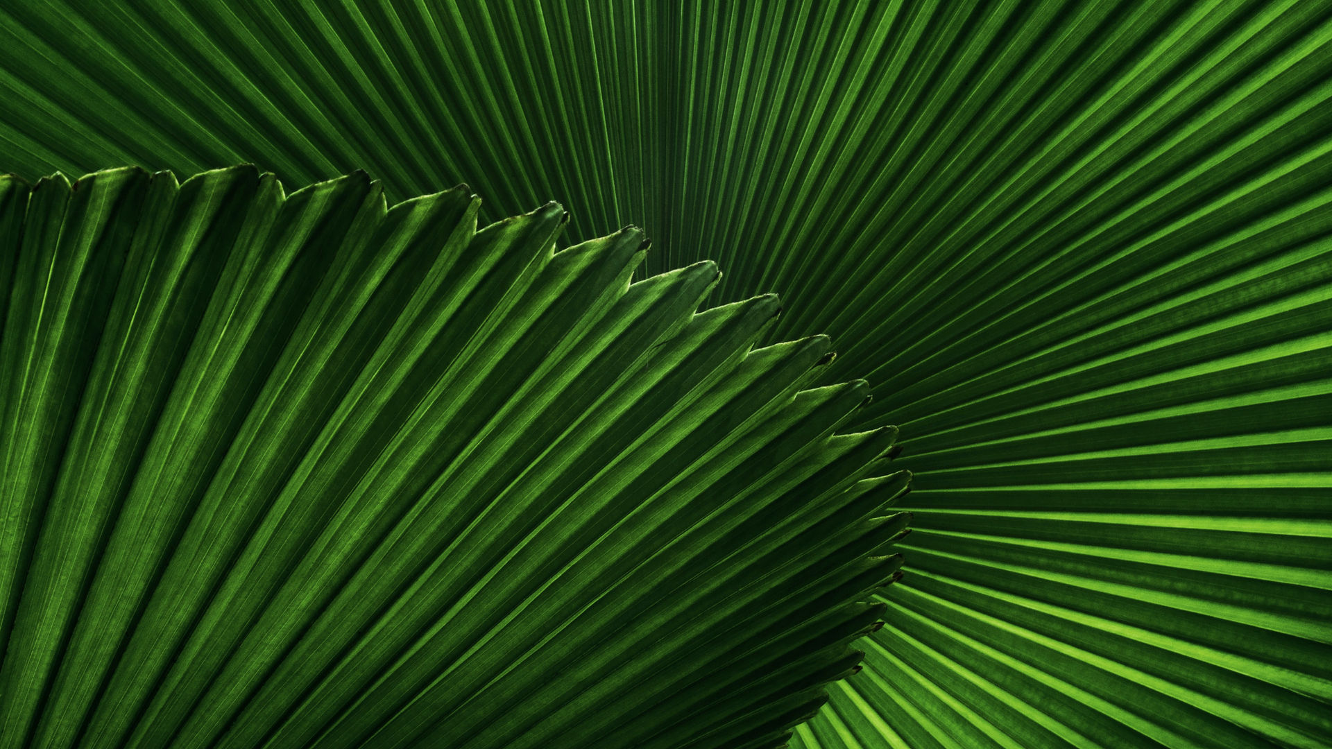 Wallpaper photo of two large fan-like leaves, both green, one in front at a titled angle, one flat behind it covering the whole background. 
