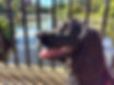 Loki_edited.jpg