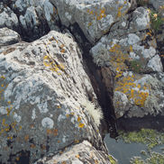 Scottish loch lichen