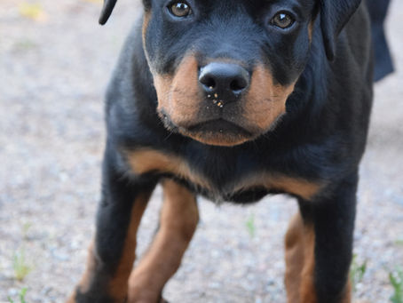 Äntligen drar hösten igång