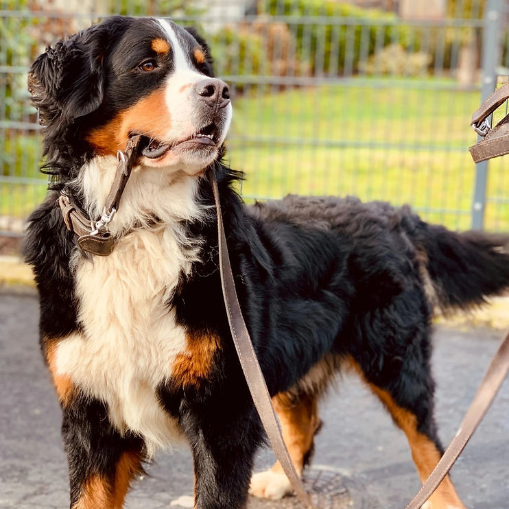 Passout Hundträning AB galleri bild 2