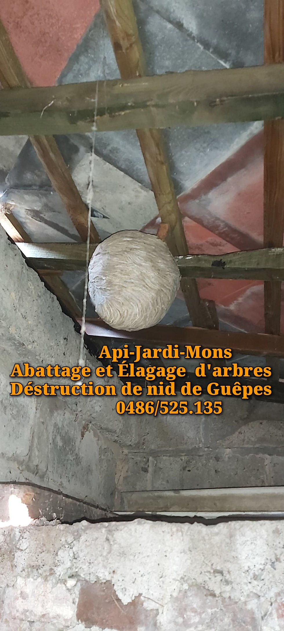 déstruction de nid de guêpes et frelons