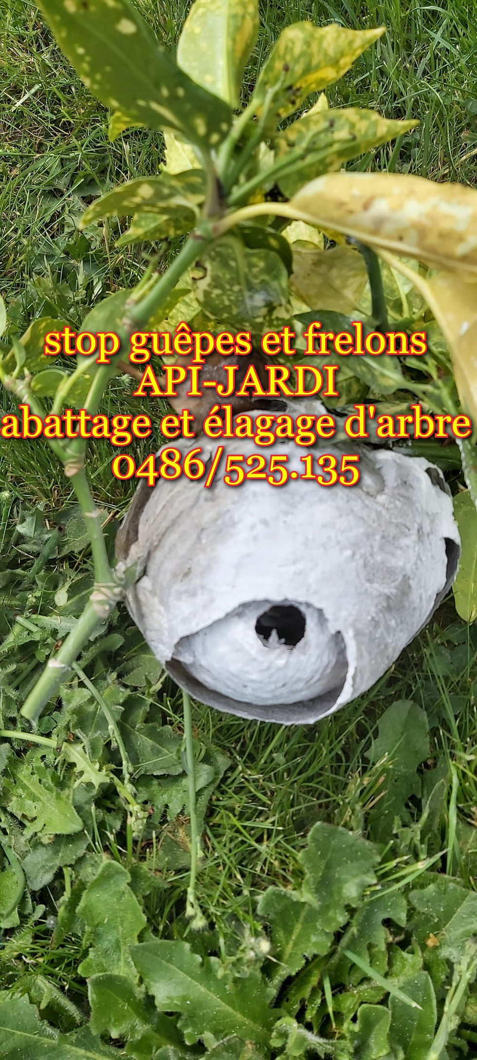 déstruction de nid de guêpes et frelons