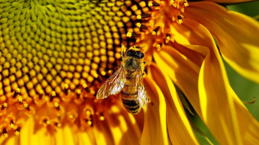 abeille-494-720px.jpg