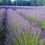 Thumbnail: 'Phenomenal' lavender (Lavandula x intermedia Phenomenal® PP#24193)