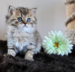 Sullivan (réservé)