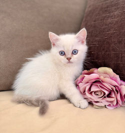 Milky (réservée)
