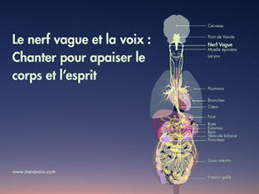 Illustration du nerf vague avec ses ramifications dans le corps humain, accompagnée du titre « Le nerf vague et la voix : Chanter pour apaiser le corps et l’esprit ». Image de Mevavoix pour illustrer le lien entre chant, régulation du système nerveux et bien-être.
