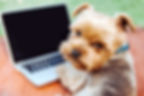 Portrait of a Yorkshire Terrier dog in f