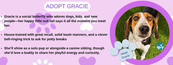 ADOPT GRACIE (1).png