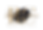 BC.png