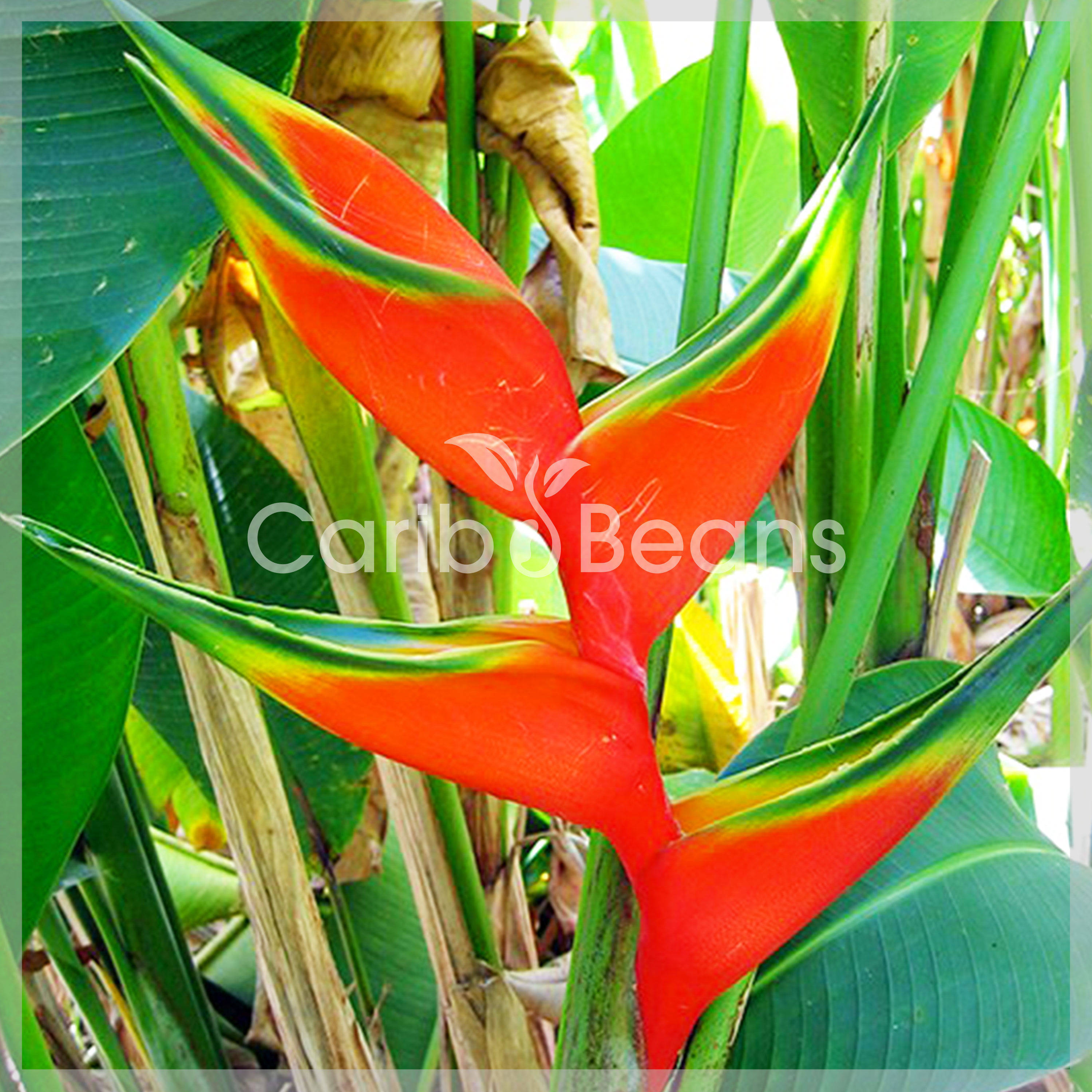 1 plant en racines nues de Balisier (Heliconia bihai) + Phyto
