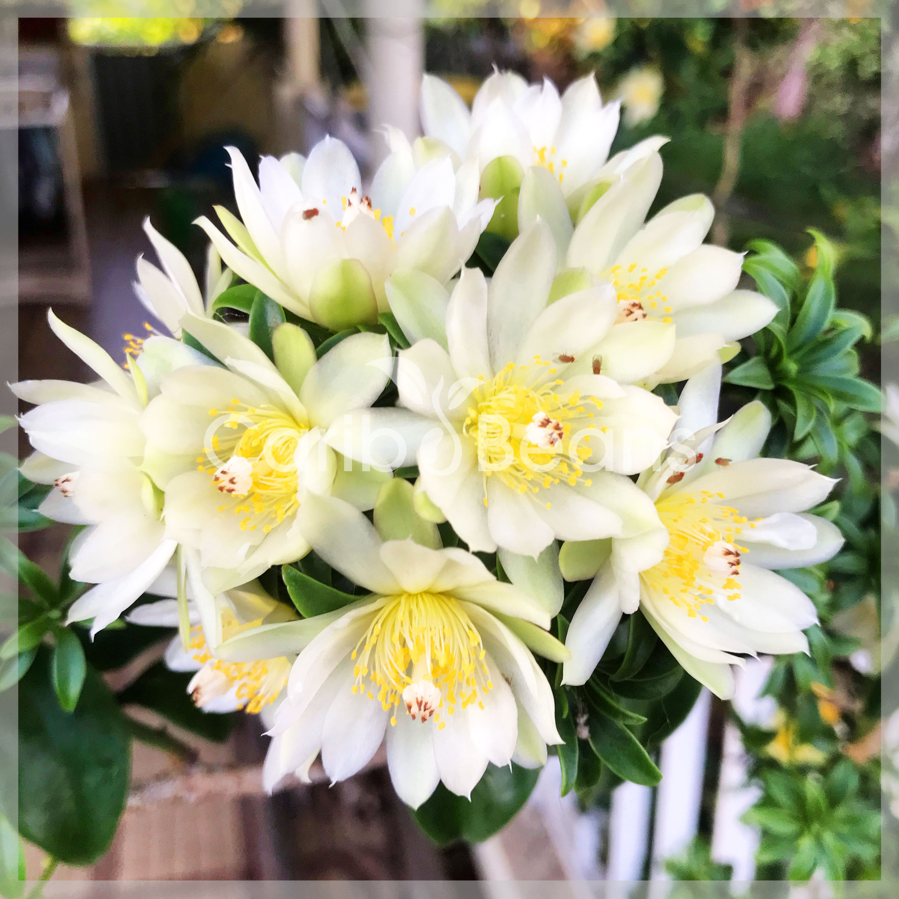 10 graines de Groseille de Barbade (Pereskia aculeata) Barbados gooseberry