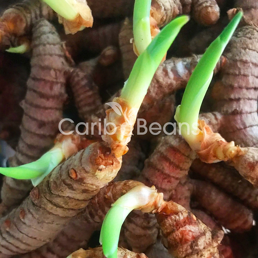 Miniature : 2 rhizomes de Curcuma (Curcuma longa)